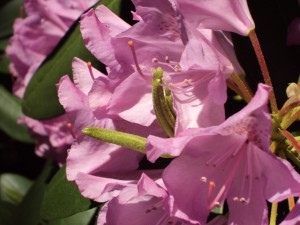 Pink Flowers