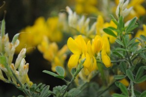 Yellow Flowers