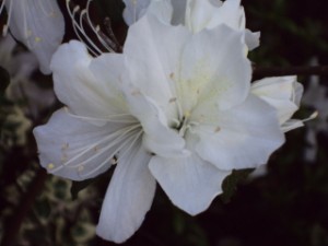 azaleas