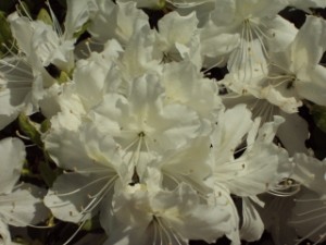 azaleas