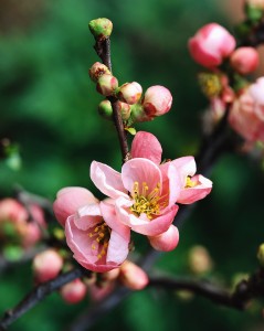 pink flowers