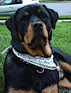 rottie