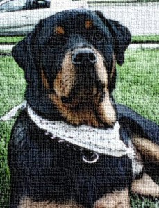 rottie