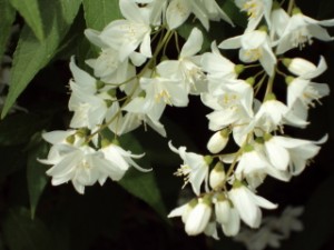 white flowers